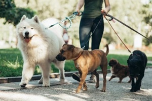 Northern VA dog walker enjoying with dogs while walking outdoors