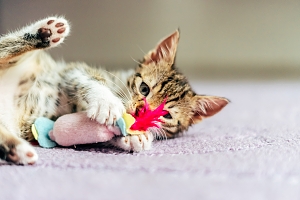 Cat playing with feather kicker toy in Northern VA