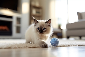 Siamese kitten with small rubber blue ball in Northern Virginia