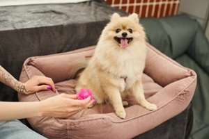 cropped view of Northern Virginia pet sitter holding toy near pomeranian spitz sticking out tongue on soft dog bed