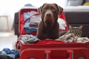 funny brown labrador retriever in suitcase and a cat waiting to travel