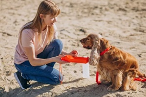 pet walker having a stroll with cocker spaniel