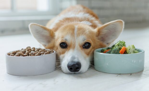 Dog Nutrition