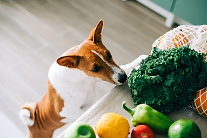 Dog Smelling Vegetables On Counter