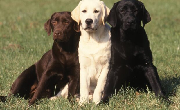 Labrador retriever dogs