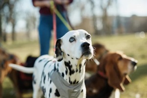  Dalmatian dog and pack of dogs with their walker in Northern Virginia