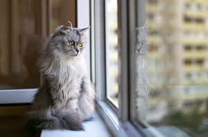 Cat Looking Out Window