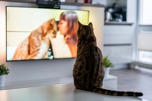 Cat watching tv