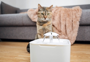 Brown Cat watching Water Fountain