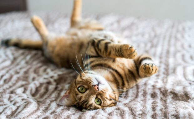 Cat on Bed in Northern Virginia