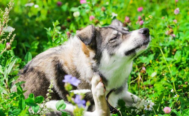 Paw Pals - Dog in Field Scratching