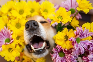 golden retriever in flowers