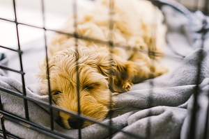 puppy asleep in crate in Northern Virginia