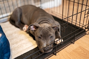 pitbull puppy in crate with open door
