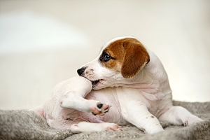 puppy itching back leg in Northern VA