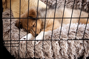 Northern VA puppy sleeping in crate with bed and blankets
