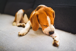 beagle itching paw
