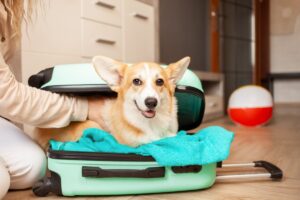 Corgi in Luggage