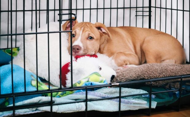 Dog in crate