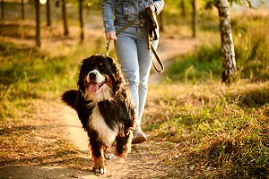 dog walking on northern va trail