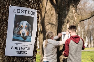 lost dog signs
