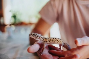 young girl carefully holds a spotted gecko