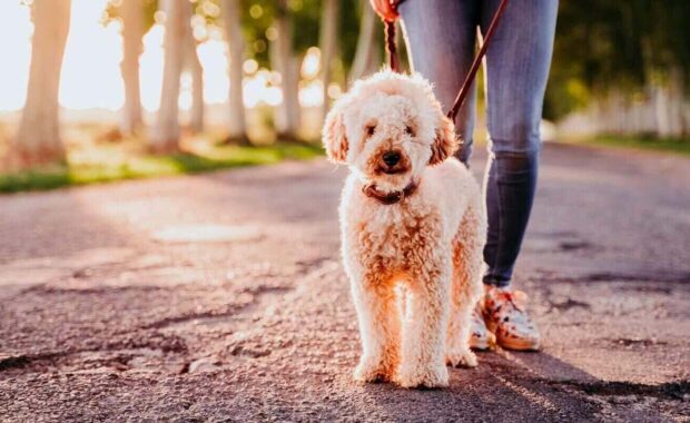 Northern VAmidday dog walker with cute brown poodle on the road