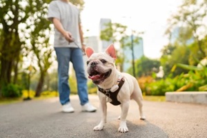 french bulldog breed walking at pets friendly dog park with Northern Virginia midday dog walker