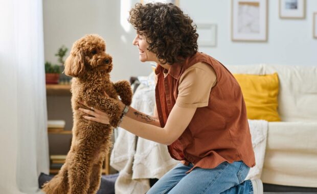 Northern VA pet sitter meeting toy poodle