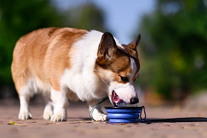 corgi on walk drinking from portable bowl