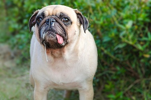 pug overheated drooling