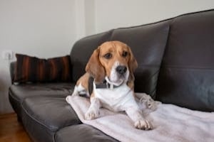 Beagle Dog Sitting on Couch