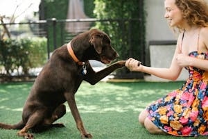 Girl Holding Foot of A Dog in Hand