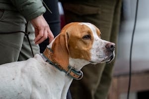 Person Holding Neck Leash of A Dog
