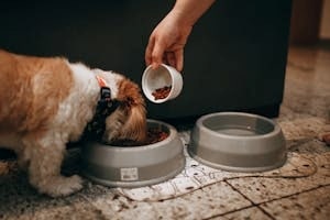 Pet Sitter Feeding A Dog