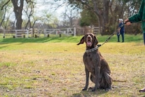 Pet Sitter Holding Leash of Dog Sitting in Park