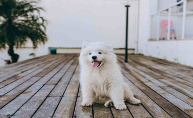 Small White Dog on Wooden Floor in Reston Town Center