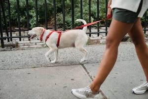 Northern VA Pet Sitter Walking Dog Outdoor