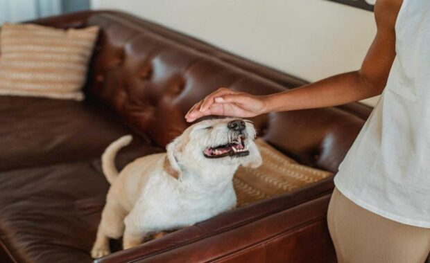 Northern VA Pet Sitter Stroking Dog on Sofa in Summer Staycation