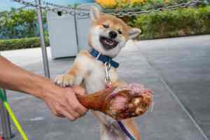Dog trying to eat a turkey leg on Thanksgiving
