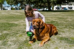 Girl Feeding a Brown Dog in Park