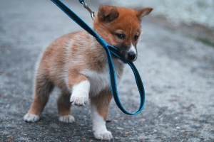 Phot of a puppy pulling on its leash during a walk