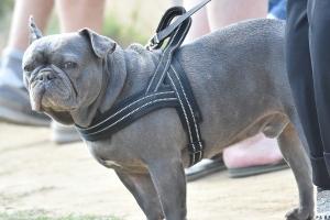 Photo of a harnessed dog standing calmly by its owner