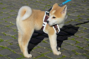Photo of a harnessed puppy pulling back on their walk