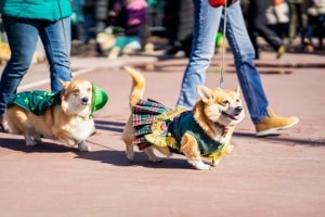 PairP of Dogs in Fun City Parade