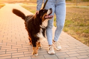 Woman Walking Her Dog Along Sidewalk
