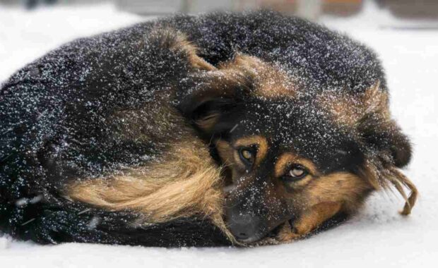 Curled up dog lying down in the snow outside