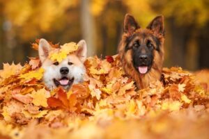 Dogs on a fall walk playing in the leaves