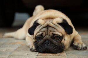 Pug with Canine Flu lying down on the floor looking sickly