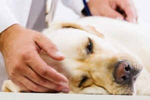 Sick Dog lying down at the vets office